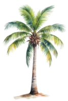 Aquarell Palme Baum transparent Hintergrund png