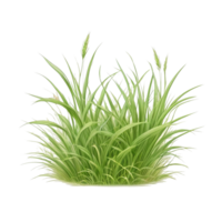 grass clipart transparent background png