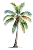 Aquarell Palme Baum transparent Hintergrund png