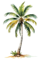 watercolor palm tree transparent background png