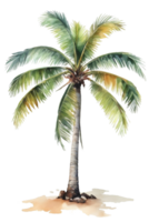 watercolor palm tree transparent background png