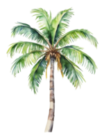 waterverf palm boom transparant achtergrond png