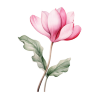 cyclamen, tropical fleur illustration. aquarelle style. png