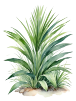 aquarelle tropical buisson transparent Contexte png