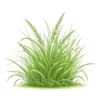 grass clipart transparent background png