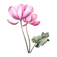 Cyclamen, Tropical Flower Illustration. Watercolor Style. png