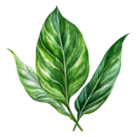 Chinese Evergreen, Tropical Leaf Illustration. Watercolor Style. png