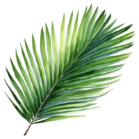kokosnoot blad, tropisch blad illustratie. waterverf stijl. png