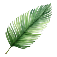 noix de coco feuille, tropical feuille illustration. aquarelle style. png