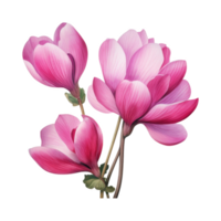 cyclamen, tropisch bloem illustratie. waterverf stijl. png