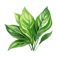 Chinese Evergreen, Tropical Leaf Illustration. Watercolor Style. png