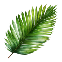 kokos blad, tropisk blad illustration. vattenfärg stil. png
