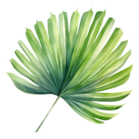 Fan Palm Leaf, Tropical Leaf Illustration. Watercolor Style. png