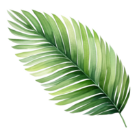 Coconut Leaf, Tropical Leaf Illustration. Watercolor Style. png