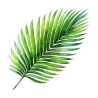 Coconut Leaf, Tropical Leaf Illustration. Watercolor Style. png