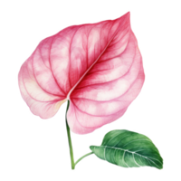 Fancy-Leaf Caladium, Tropical Leaf Illustration. Watercolor Style. png