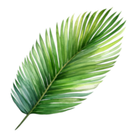 Coconut Leaf, Tropical Leaf Illustration. Watercolor Style. png