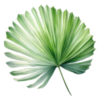 Fan Palm Leaf, Tropical Leaf Illustration. Watercolor Style. png