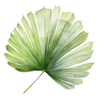 Fan Palm Leaf, Tropical Leaf Illustration. Watercolor Style. png