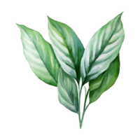 Chinese Evergreen, Tropical Leaf Illustration. Watercolor Style. png