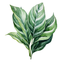 Chinese Evergreen, Tropical Leaf Illustration. Watercolor Style. png