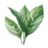 Chinese Evergreen, Tropical Leaf Illustration. Watercolor Style. png