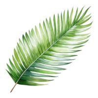 Coconut Leaf, Tropical Leaf Illustration. Watercolor Style. png