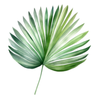 Fan Palm Leaf, Tropical Leaf Illustration. Watercolor Style. png