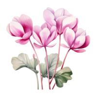 cyclamen, tropisch bloem illustratie. waterverf stijl. png