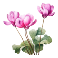 Cyclamen, Tropical Flower Illustration. Watercolor Style. png