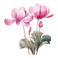 cyclamen, tropical fleur illustration. aquarelle style. png