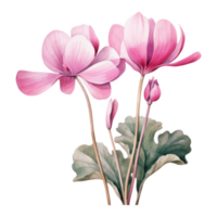 Cyclamen, Tropical Flower Illustration. Watercolor Style. png