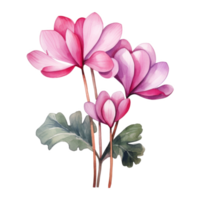 Alpenveilchen, tropisch Blume Illustration. Aquarell Stil. png