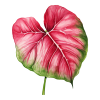 Fancy-Leaf Caladium, Tropical Leaf Illustration. Watercolor Style. png