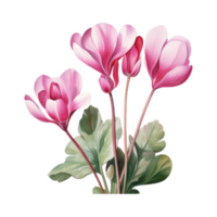 Cyclamen, Tropical Flower Illustration. Watercolor Style. png