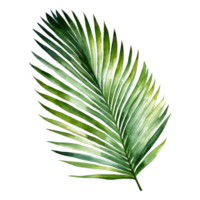 Coconut Leaf, Tropical Leaf Illustration. Watercolor Style. png