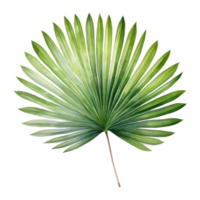 Fan Palm Leaf, Tropical Leaf Illustration. Watercolor Style. png