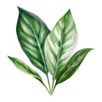 Chinese Evergreen, Tropical Leaf Illustration. Watercolor Style. png