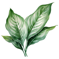 Chinese Evergreen, Tropical Leaf Illustration. Watercolor Style. png