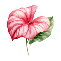 fancy-blad kaladium, tropisk blad illustration. vattenfärg stil. png