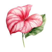 ausgefallenes Blatt Caladium, tropisch Blatt Illustration. Aquarell Stil. png