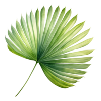 Fan Palm Leaf, Tropical Leaf Illustration. Watercolor Style. png