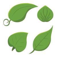 Set of isolated green leaves. Botanical leaf green plant vector