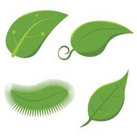 Set of isolated green leaves. Botanical leaf green plant vector