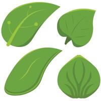 Set of isolated green leaves. Botanical leaf green plant vector