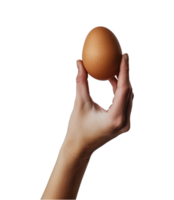 hand hold chicken egg isolated on a transparent background png