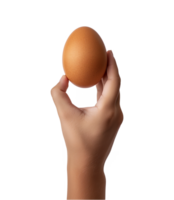 main tenir poulet Oeuf isolé sur une transparent Contexte png