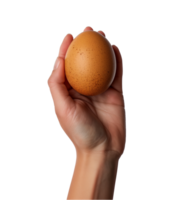 hand hold chicken egg isolated on a transparent background png