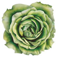 one Watercolor and drawing for blooming green rose. transparent background png