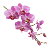 Purper orchidee bloemen Aan een transparant achtergrond png